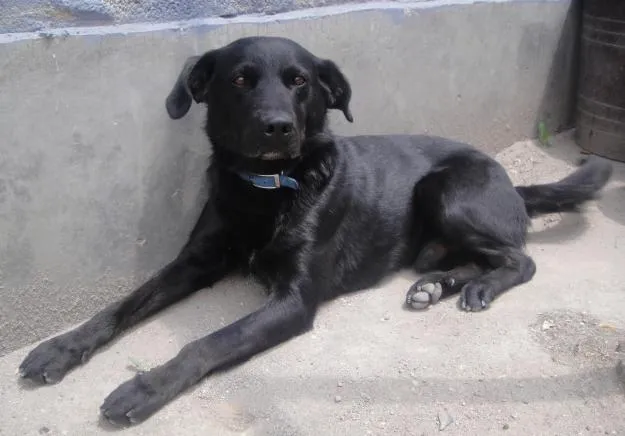 ANIMALES NEGROS TARDAN MAS EN SER ADOPTADOS | VETERINARIA ... ANIMALES NEGROS TARDAN MAS EN SER ADOPTADOS | VETERINARIA ...