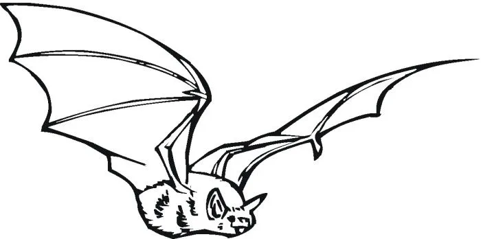 Dibujos de animales nocturnos para colorear - Imagui Dibujos de animales nocturnos para colorear - Imagui