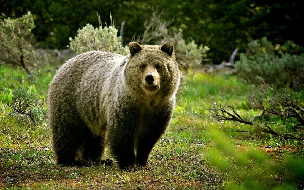 Animales omnivoros
