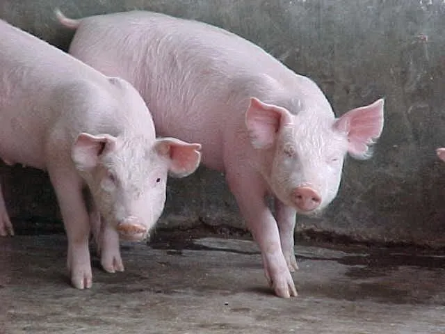 Animales Omnivoros | belleza