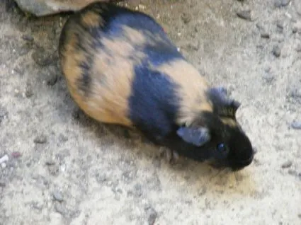 omnivoros