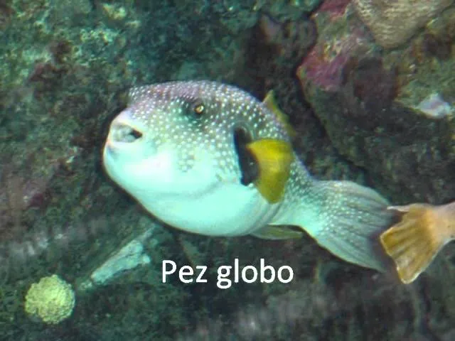 Animales Ovíparos