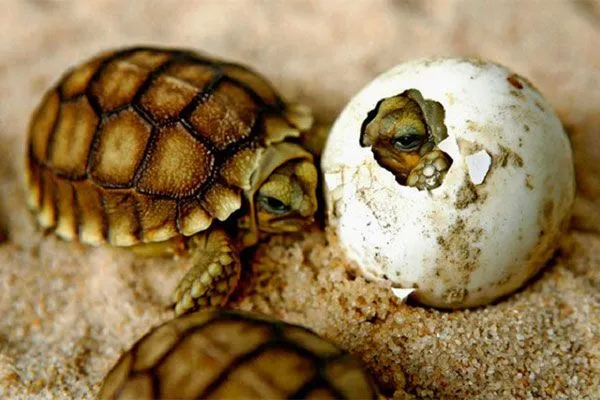 Animales ovíparos - Animales Omnívoros