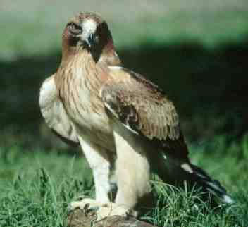 Animales oviparos - Blogodisea