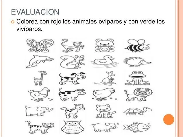 Animales oviparos para colorear preescolar - Imagui