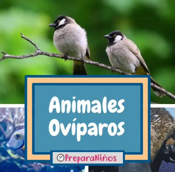 Animales Ovíparos: Explicación e Información Para Niños de Primaria Animales Ovíparos: Explicación e Información Para Niños de Primaria