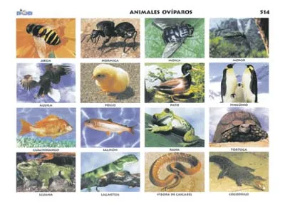 Imagenes de animales oviparos y viviparos - Imagui Imagenes de animales oviparos y viviparos - Imagui