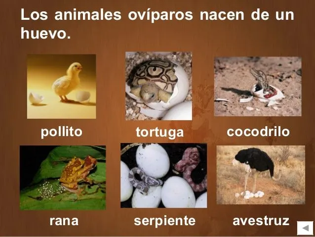 Animales ovíparos y vivíparos | Educación