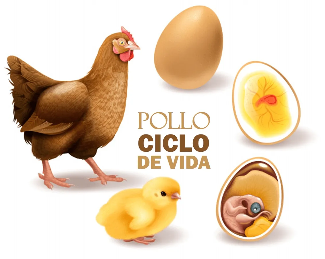 Animales ovíparos y vivíparos - Nueva Escuela Mexicana Animales ovíparos y vivíparos - Nueva Escuela Mexicana