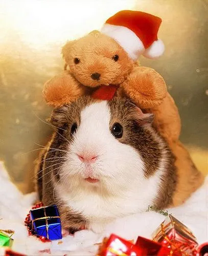 Los animales también pasan la Navidad y el Año Nuevo_Spanish.china ...