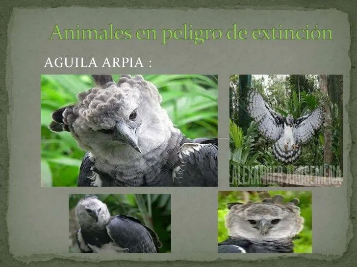 Animales en peligro de extinción: aguila arpia Animales en peligro de extinción: aguila arpia