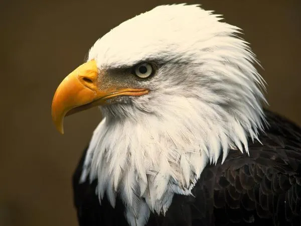 los animales en peligro de extincion en america ...
