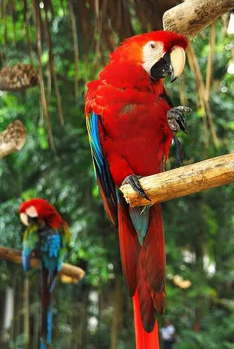 Animales en peligro de extincion: Animales en extincion Animales en peligro de extincion: Animales en extincion