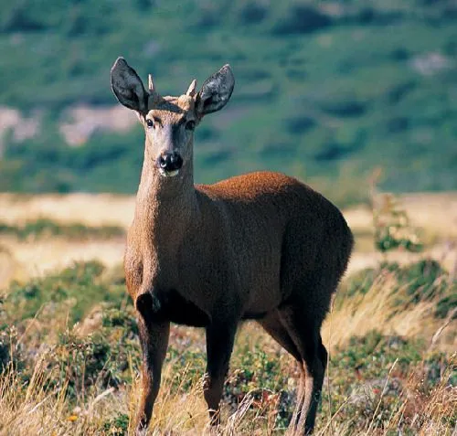 Animales en peligro de extinción en Chile | Fauna chilena en ... Animales en peligro de extinción en Chile | Fauna chilena en ...