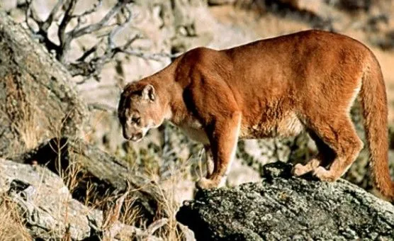 Animales en peligro de extinción en Chile | Fauna chilena en peligro Animales en peligro de extinción en Chile | Fauna chilena en peligro