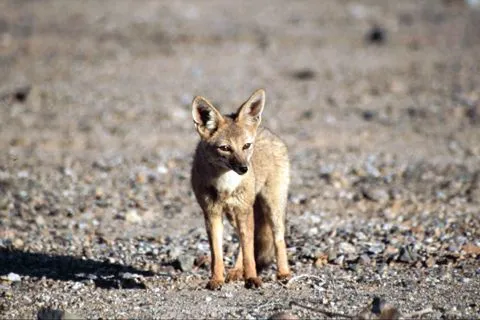 Animales en peligro de extinción en Chile | Fauna chilena en ... Animales en peligro de extinción en Chile | Fauna chilena en ...