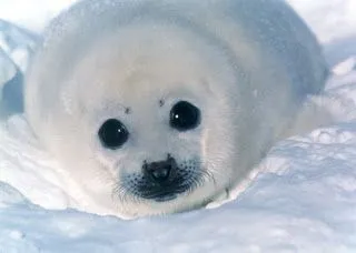 Animales en peligro de extincion: La foca blanca