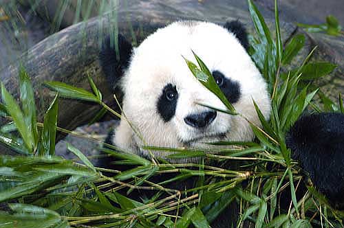 ANIMALES EN PELIGRO DE EXTINCIÓN « Mascotas Seguras