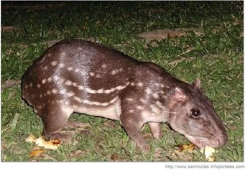 Animales en peligro de extinción en Venezuela: La Lapa Animales en peligro de extinción en Venezuela: La Lapa