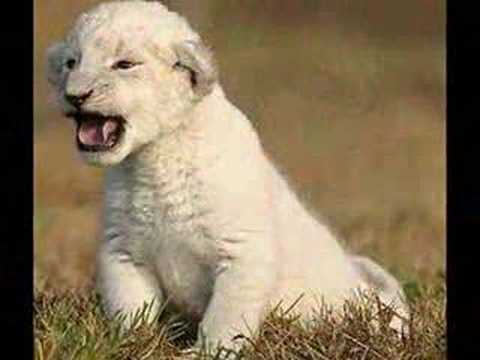 Animales en Peligro de Extinción - YouTube