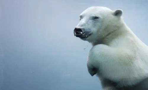 animales en peligro | Tumblr