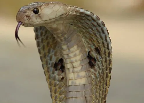 Animales peligrosos en Tailandia | El Blog del Viajero Independiente Animales peligrosos en Tailandia | El Blog del Viajero Independiente