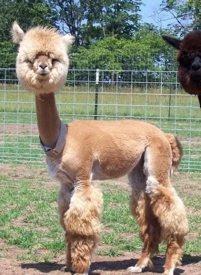 Los animales que no tienen pelos - Imagui