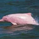 Animales peruanos en peligro de extinción
