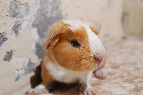 Animales peruanos (Segunda parte) - Fornewssites! Animales peruanos (Segunda parte) - Fornewssites!