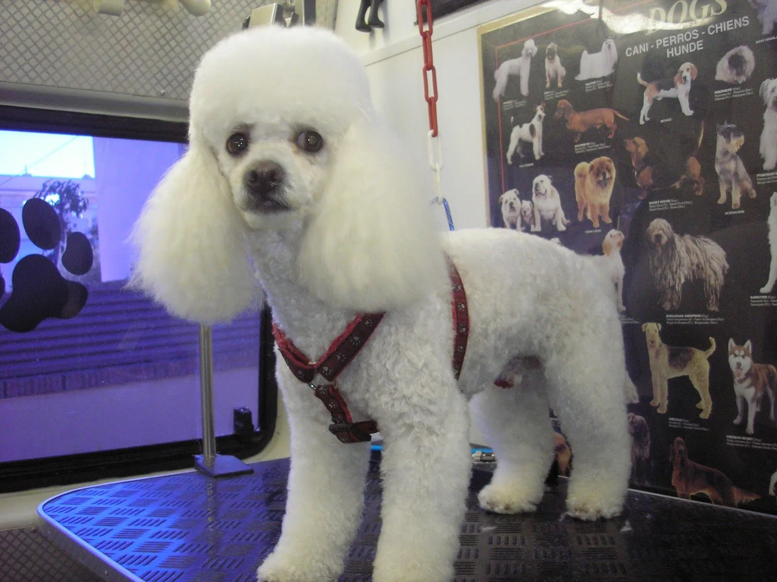 Cortes de pelo para perritos poodle - Imagui Cortes de pelo para perritos poodle - Imagui