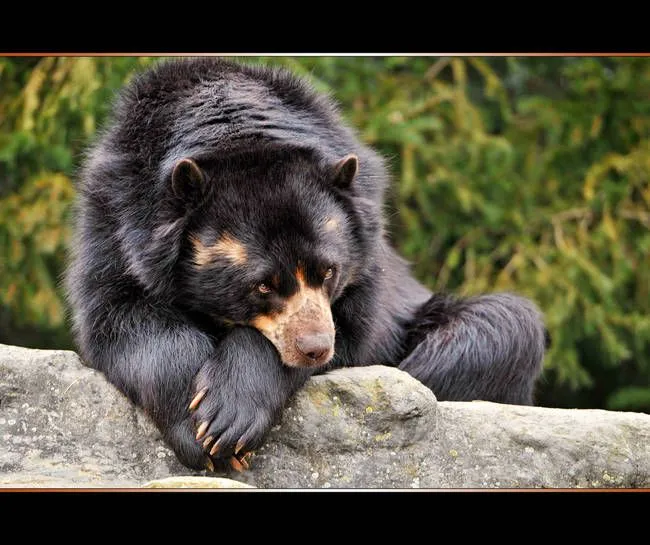 Los animales también se ponen tristes | Supergracioso Los animales también se ponen tristes | Supergracioso