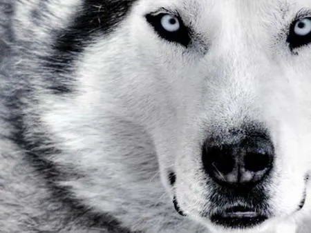 Colección de wallpapers con texturas de animales | portafolio blog Colección de wallpapers con texturas de animales | portafolio blog