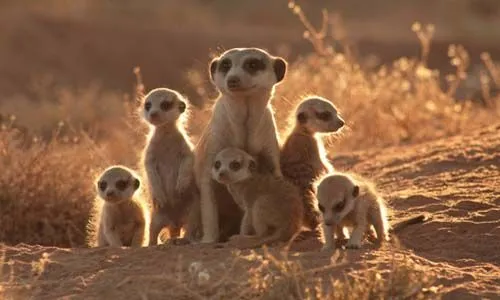 Animales/ [post]