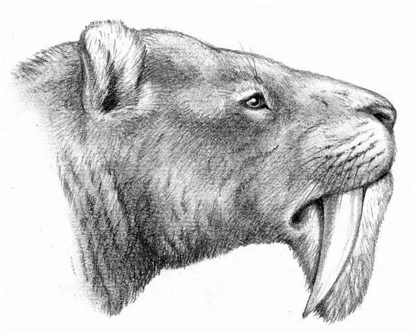 ANIMALES PREHISTORICOS: Tigre Dientes De Sable ANIMALES PREHISTORICOS: Tigre Dientes De Sable