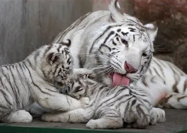 ... el tigre es el mas grande en su estado salvaje el tigre de siberia ... el tigre es el mas grande en su estado salvaje el tigre de siberia