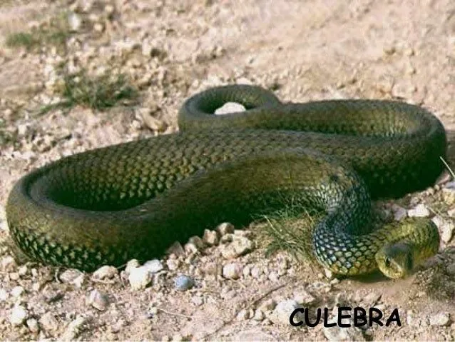 animales-que-nacen-de-huevos- ...