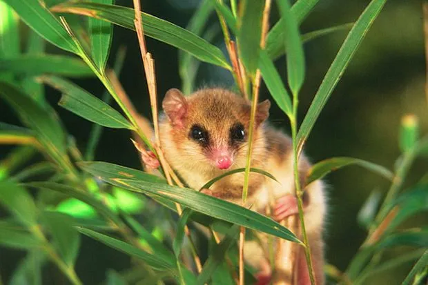 5 de los animales más raros y desconocidos de Chile | Educación ... 5 de los animales más raros y desconocidos de Chile | Educación ...