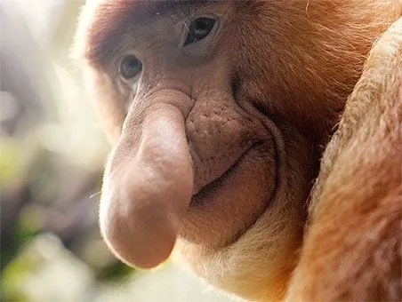 animales raros exoticos - Taringa!