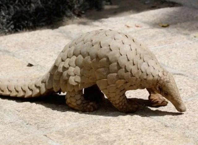 Animales Raros: marzo 2013
