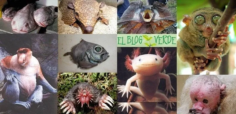 Animales raros del mundo (