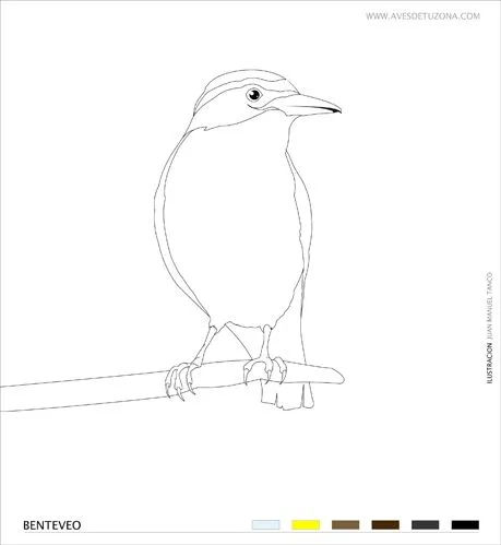 KIDS: Un BENTEVEO para COLOREAR | AVES DE TU ZONA Tigre, Nordelta ... KIDS: Un BENTEVEO para COLOREAR | AVES DE TU ZONA Tigre, Nordelta ...