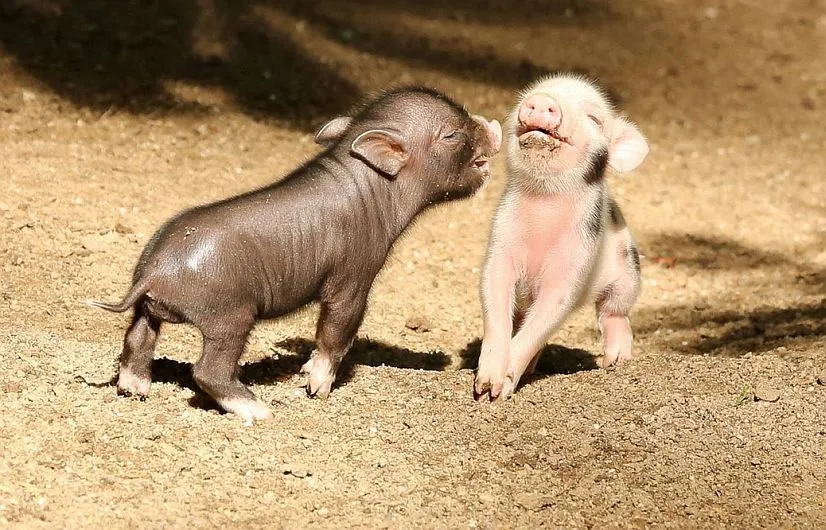 Animales recién nacidos que te alegrarán el día [Fotos] - Taringa!
