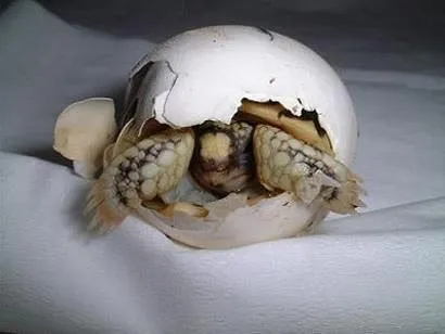 Animales recién nacidos - Taringa!