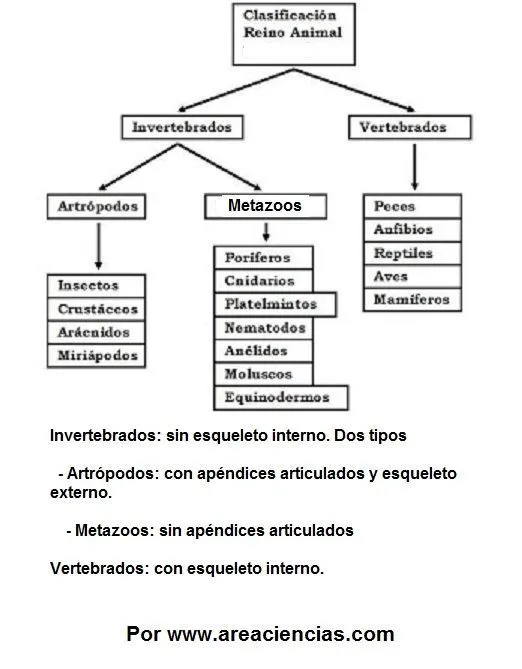 Animales El Reino Animal Qué es y Características