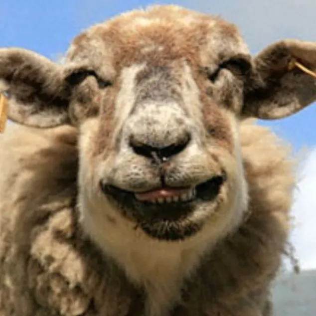 Animales riendose como humanos + yapa - Friki.net Animales riendose como humanos + yapa - Friki.net