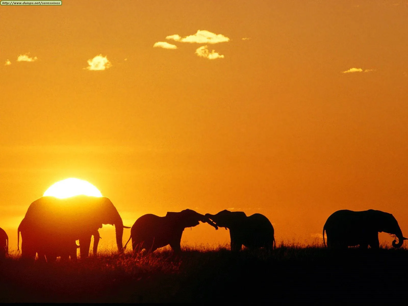 ... de animales que hay en la sabana africana a cual de estos animales te ... de animales que hay en la sabana africana a cual de estos animales te