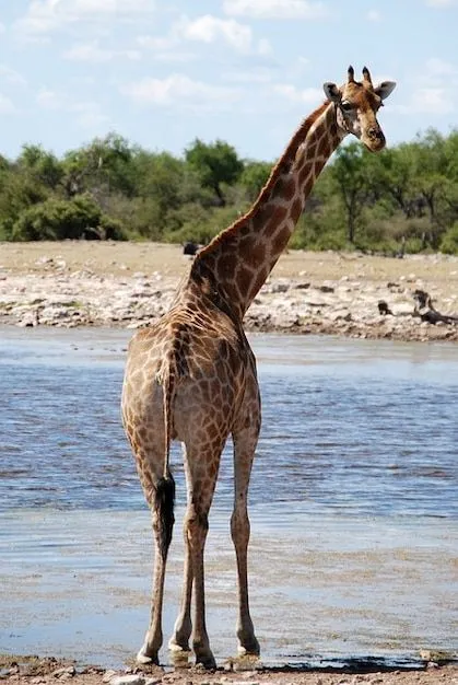 animales safari movimiento abrevadero áfrica jirafa | Descargar ... animales safari movimiento abrevadero áfrica jirafa | Descargar ...