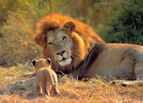 Animales salbajes de africa - Imagui