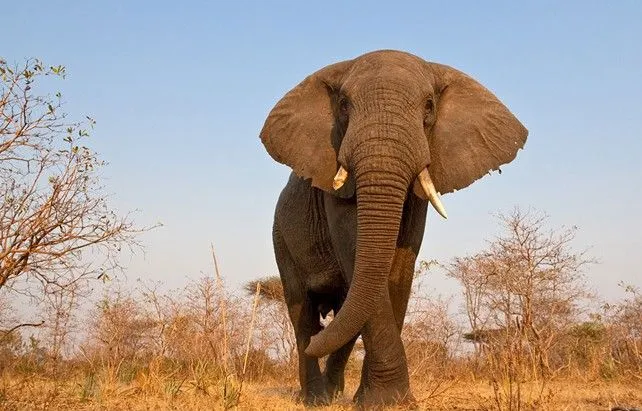 Fotografías de animales salvajes en África, con "BeetleCam" las ... Fotografías de animales salvajes en África, con "BeetleCam" las ...