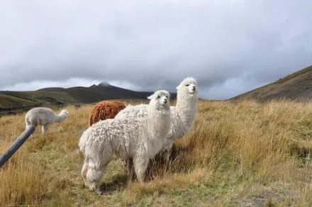 Animales de la sierra - Imagui